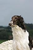 BARZOI 055